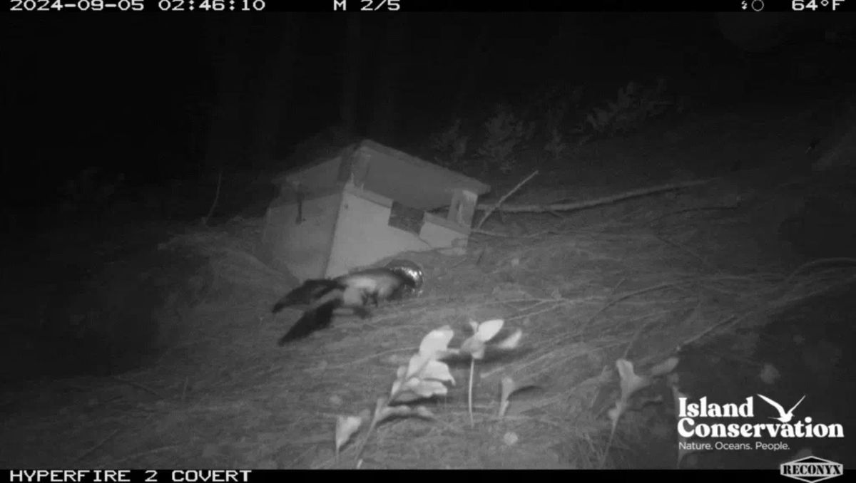 Un paíño de garganta blanca entrando a su madriguera. Imagen de Yahoo News. Un paíño de garganta blanca entrando a su madriguera. Imagen de Yahoo News.