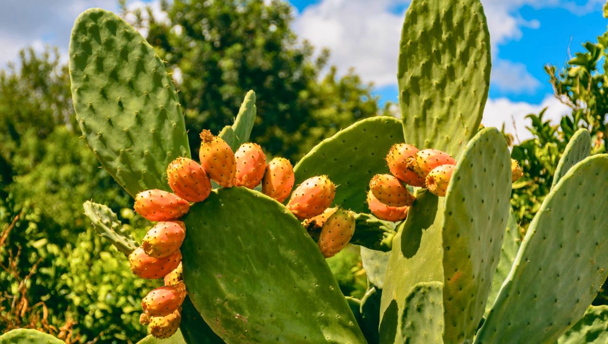 El término El término