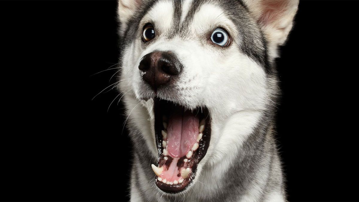 Los perros escuchan más de lo que el ser humano piensa.