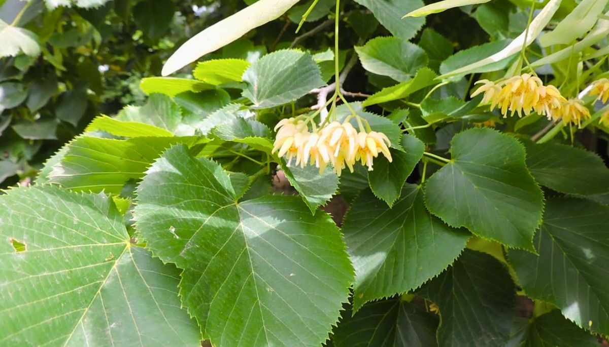 El género Tilia comprende más de 30 especies. El género Tilia comprende más de 30 especies.