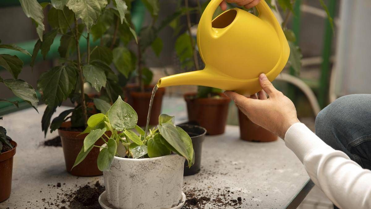 Cómo preparar un abono casero y natural para las plantas en invierno