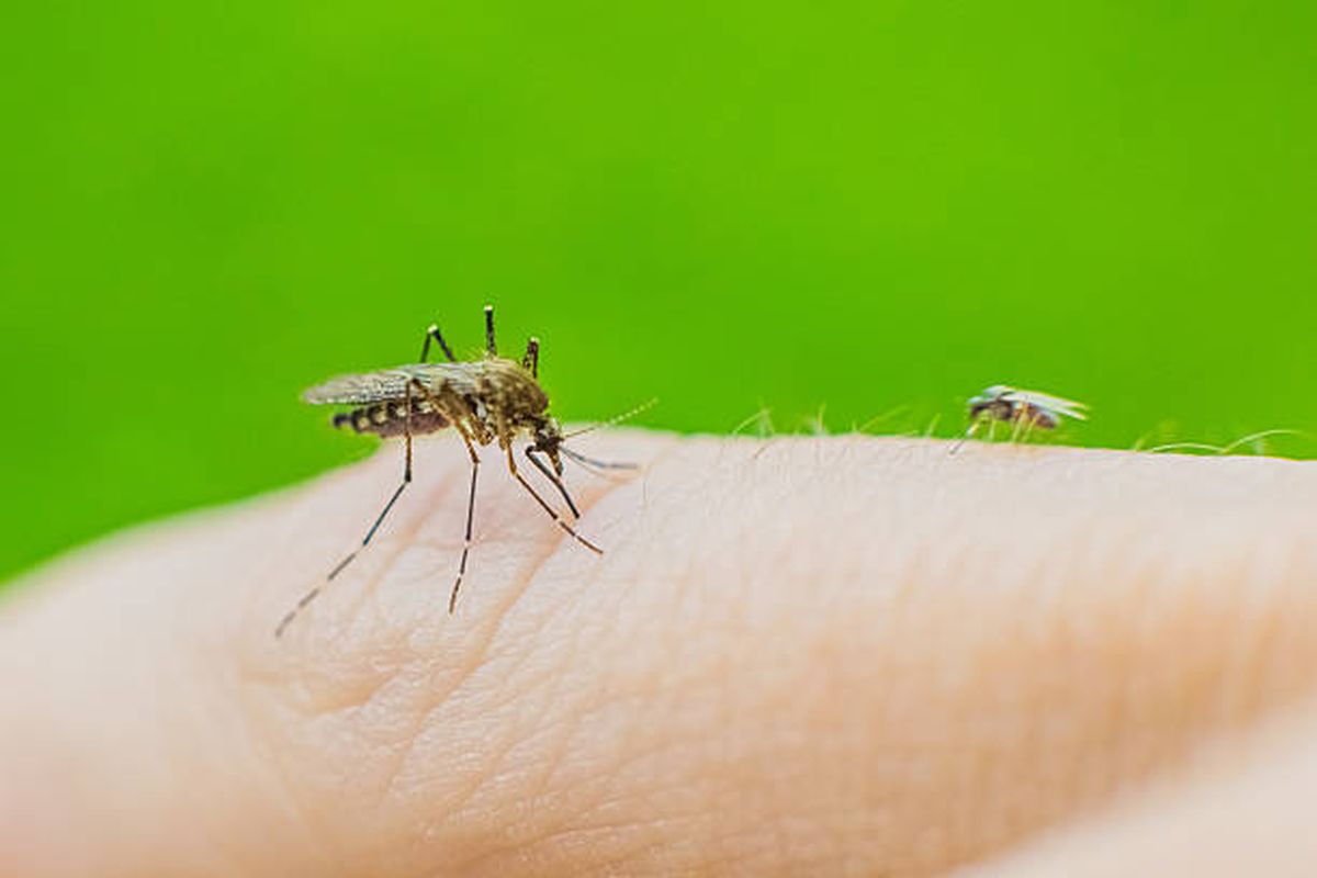 Evit&aacute; mosquitos en tu jard&iacute;n o terraza quitando estas plantas.