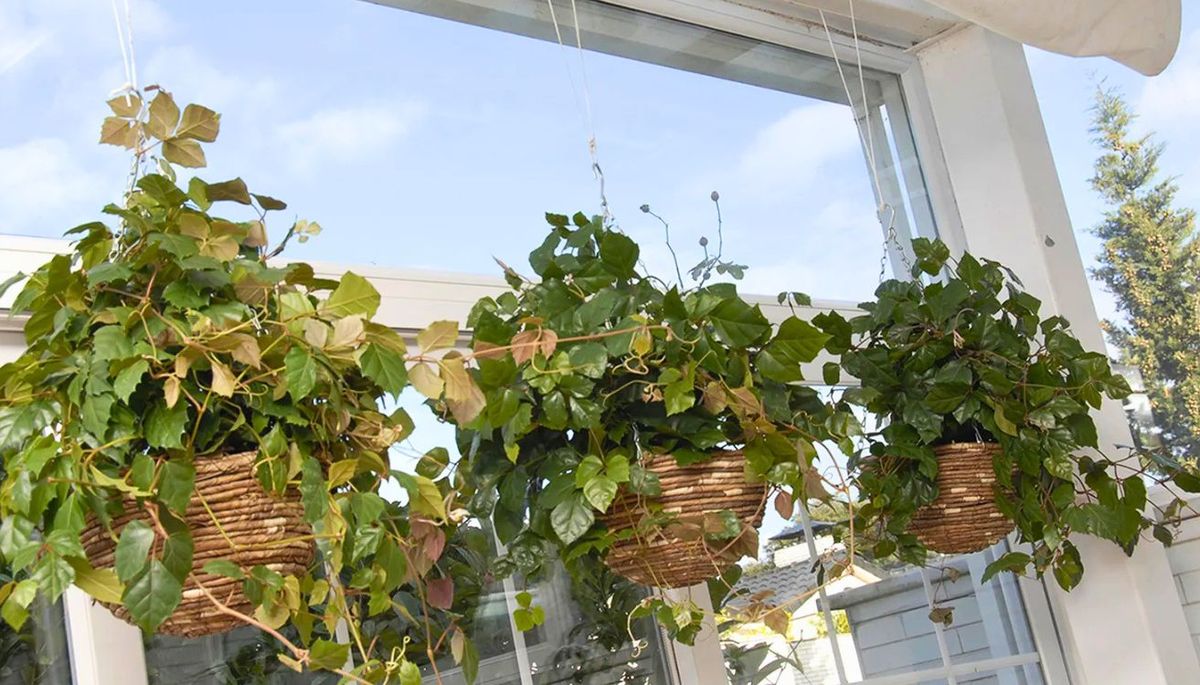 Esta planta es frondosa y r&uacute;stica, se puede cultivar en interior o exterior.