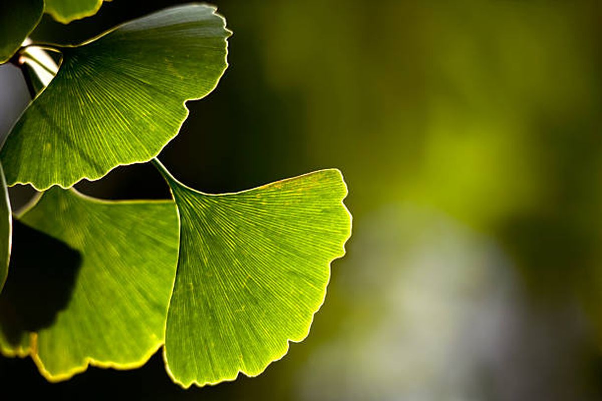 Ginkgo biloba, el árbol milenario con propiedades medicinales. Ginkgo biloba, el árbol milenario con propiedades medicinales.