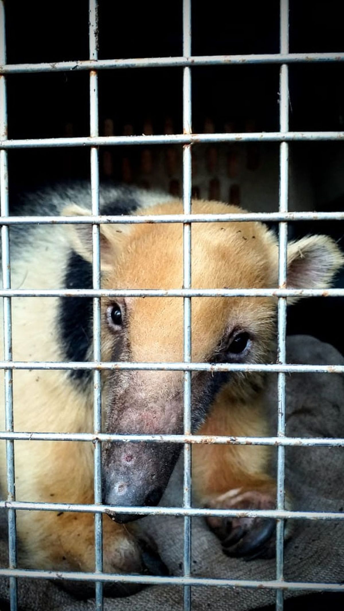 El oso hormiguero rescatado de la zona rural de Santa Rosa está internado y con pronóstico reservado.