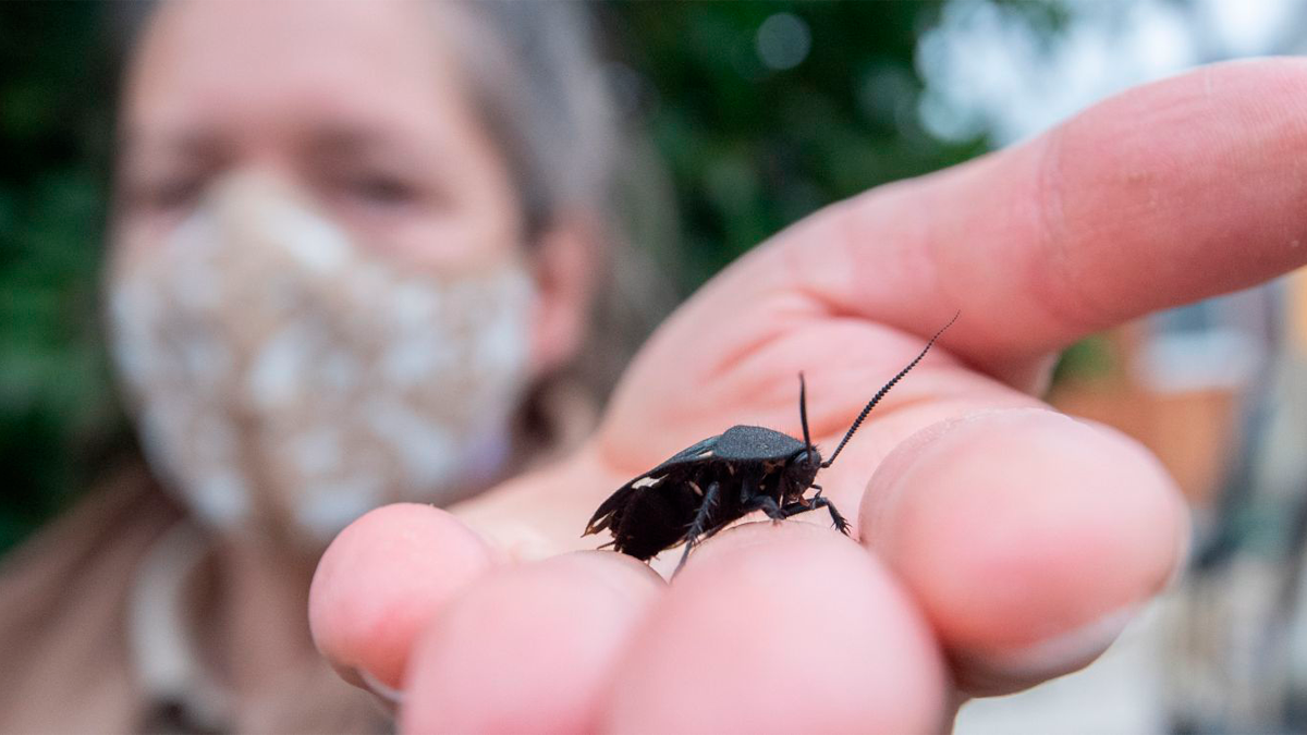 El significado de los sueños con cucarachas cambiará según la percepción que cada persona tiene de este insecto.