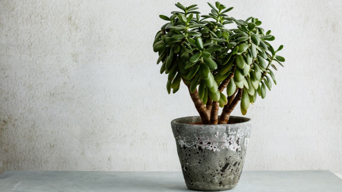 Árbol de Jade. Árbol de Jade.