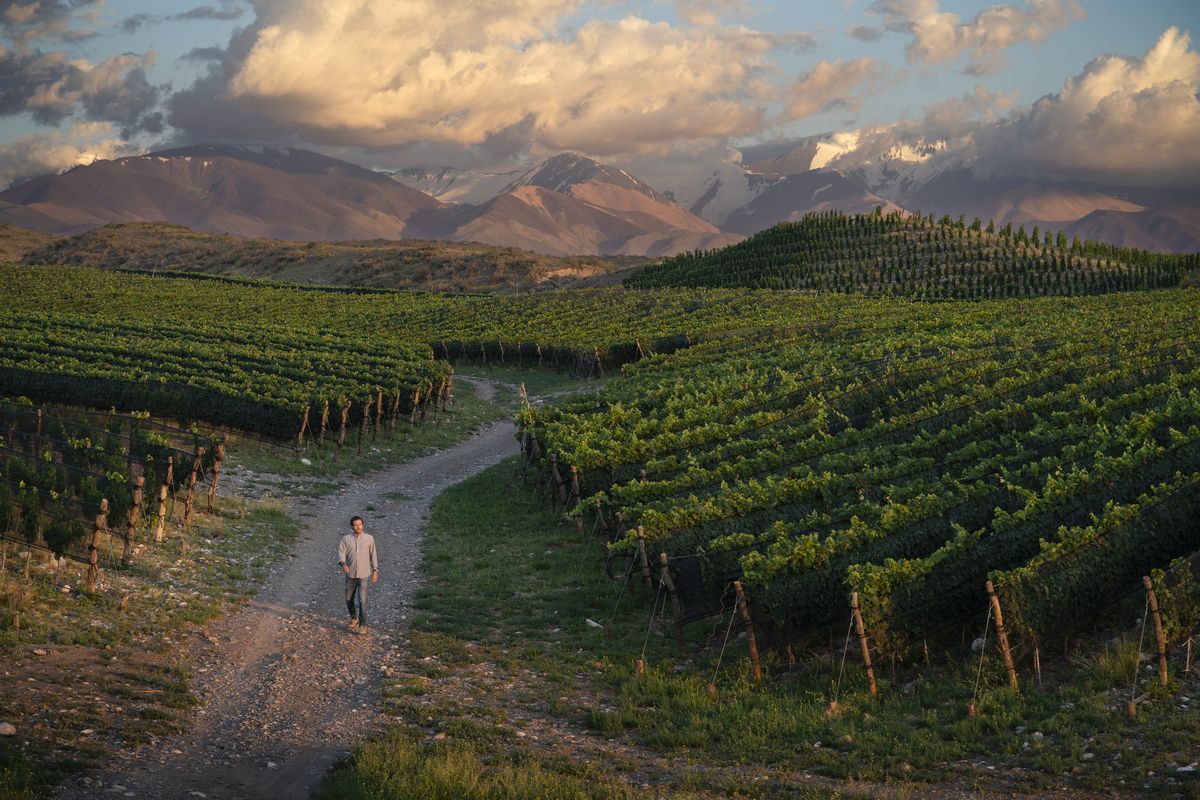 Zuccardi describe su trabajo como un camino constante que va del campo a la bodega, siempre en búsqueda de oportunidades de crecimiento para sus vinos. Zuccardi describe su trabajo como un camino constante que va del campo a la bodega, siempre en búsqueda de oportunidades de crecimiento para sus vinos.
