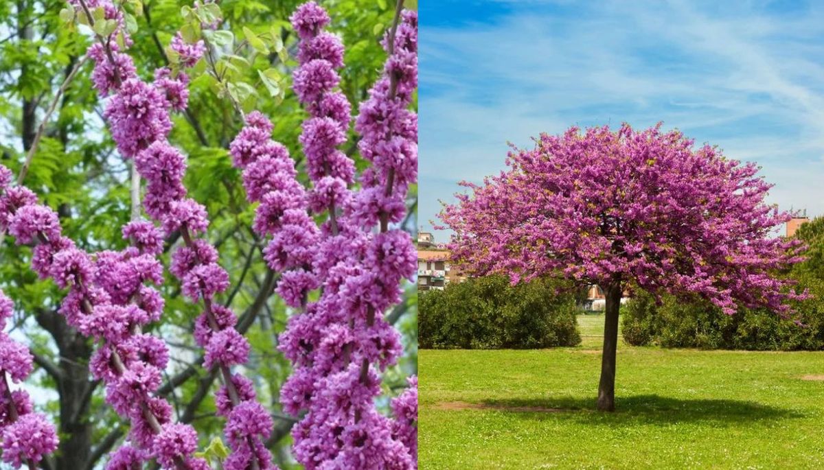 Este árbol se ha popularizado en muchos jardines.