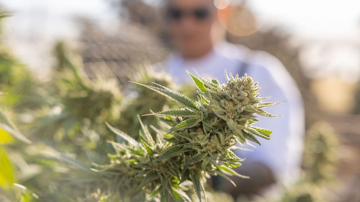 Incentivos al cannabis medicinal en Guaymallén. Incentivos al cannabis medicinal en Guaymallén.