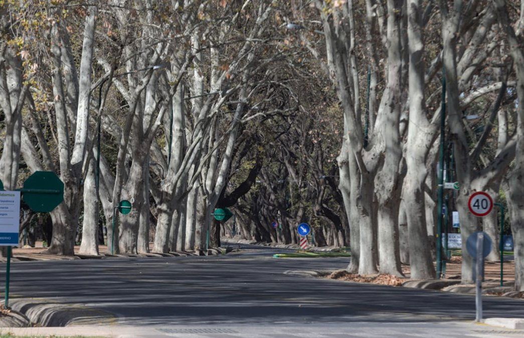 Los árboles del Parque San Martín. Martín Pravata / Diario UNO.&nbsp;
