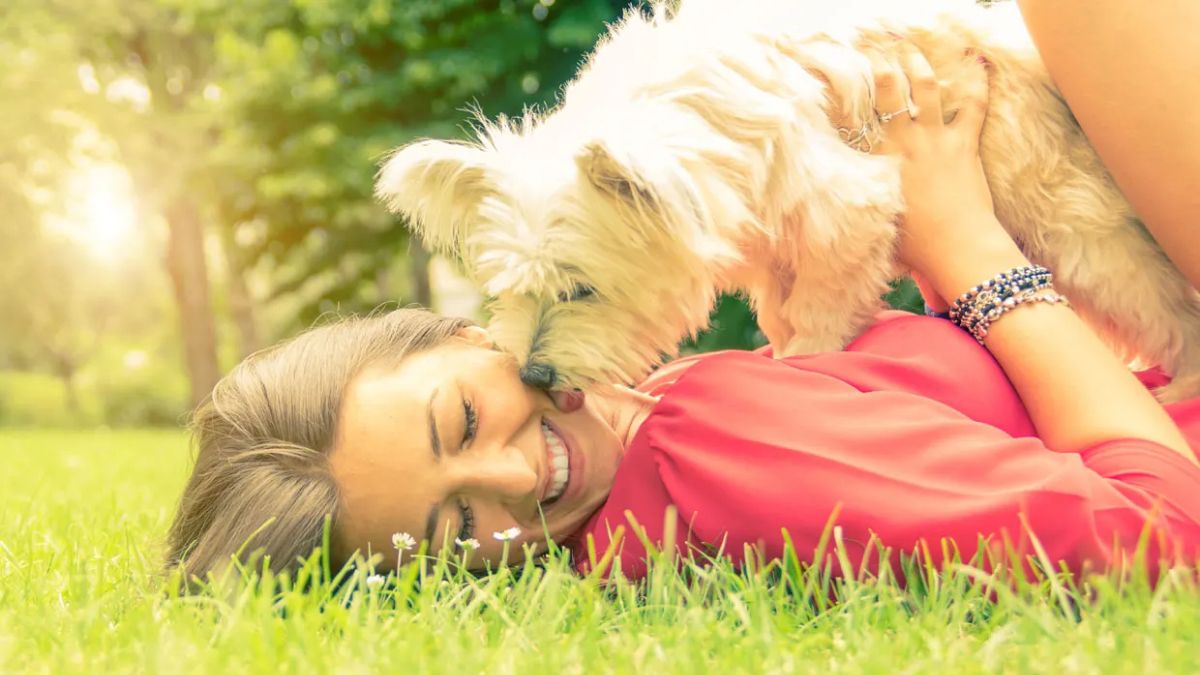 Los perros comienzan a montar a sus juguetes o a las personas desde que son cachorros. Los perros comienzan a montar a sus juguetes o a las personas desde que son cachorros.