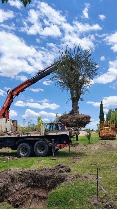 Imagen tomada en el momento en que un olivo de 100 años es rescatado de la tala y plantado en un espacio público. Imagen tomada en el momento en que un olivo de 100 años es rescatado de la tala y plantado en un espacio público.
