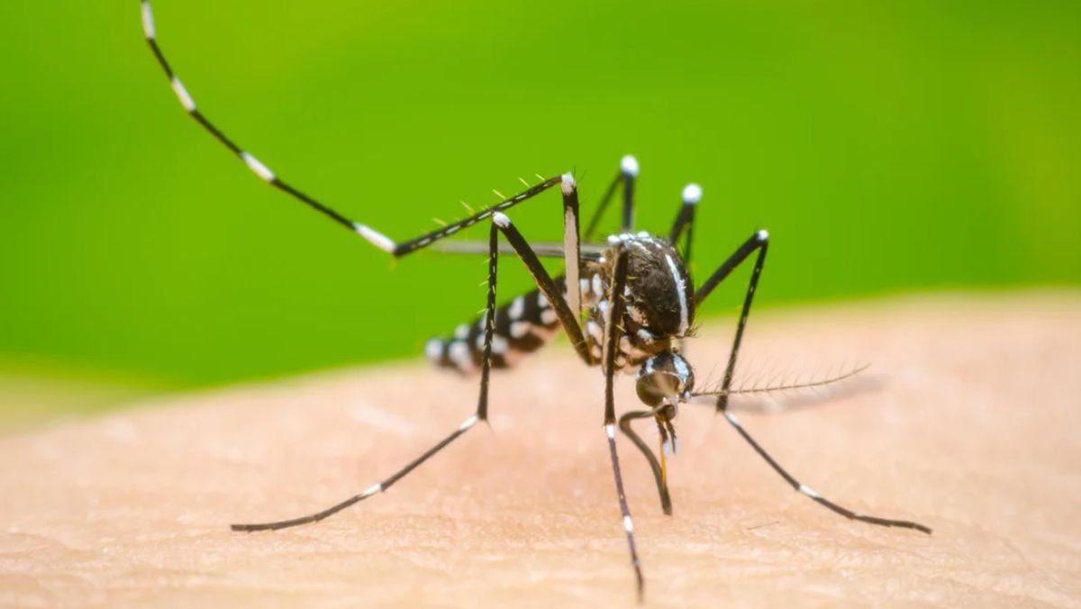 Transmitido por el mosquito Aedes aegypti, el dengue se propaga cuando el insecto se alimenta de la sangre de una persona infectada y luego pica a otras. Transmitido por el mosquito Aedes aegypti, el dengue se propaga cuando el insecto se alimenta de la sangre de una persona infectada y luego pica a otras.