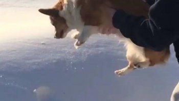 Tiró a su perro al 