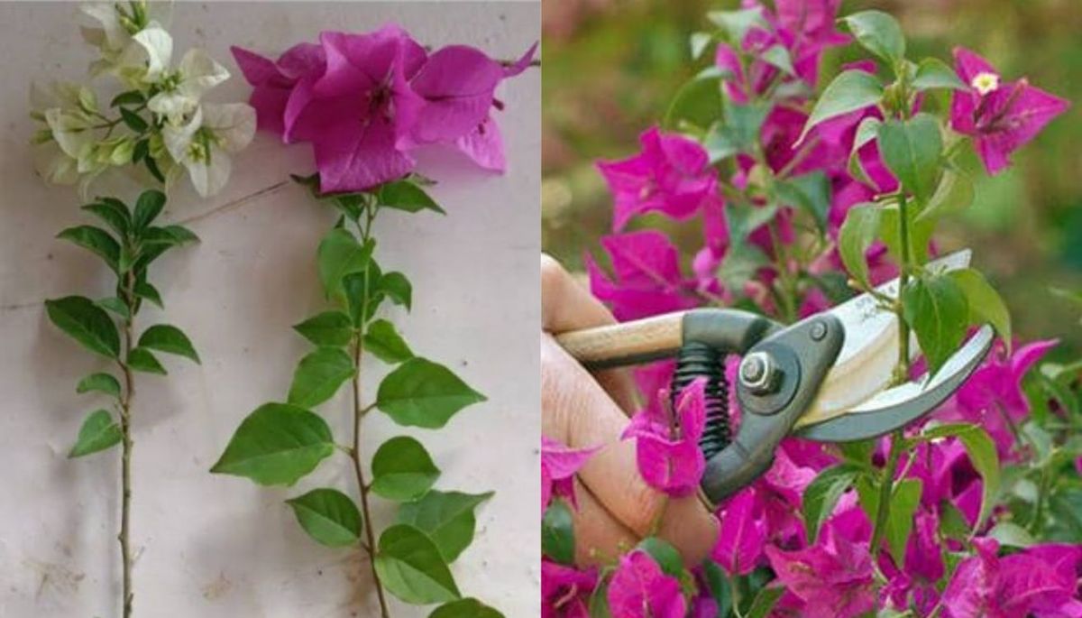 Siguiendo las recomendaciones puedes reproducir esta hermosa planta. Imagen: composición Diario Uno. Siguiendo las recomendaciones puedes reproducir esta hermosa planta. Imagen: composición Diario Uno.