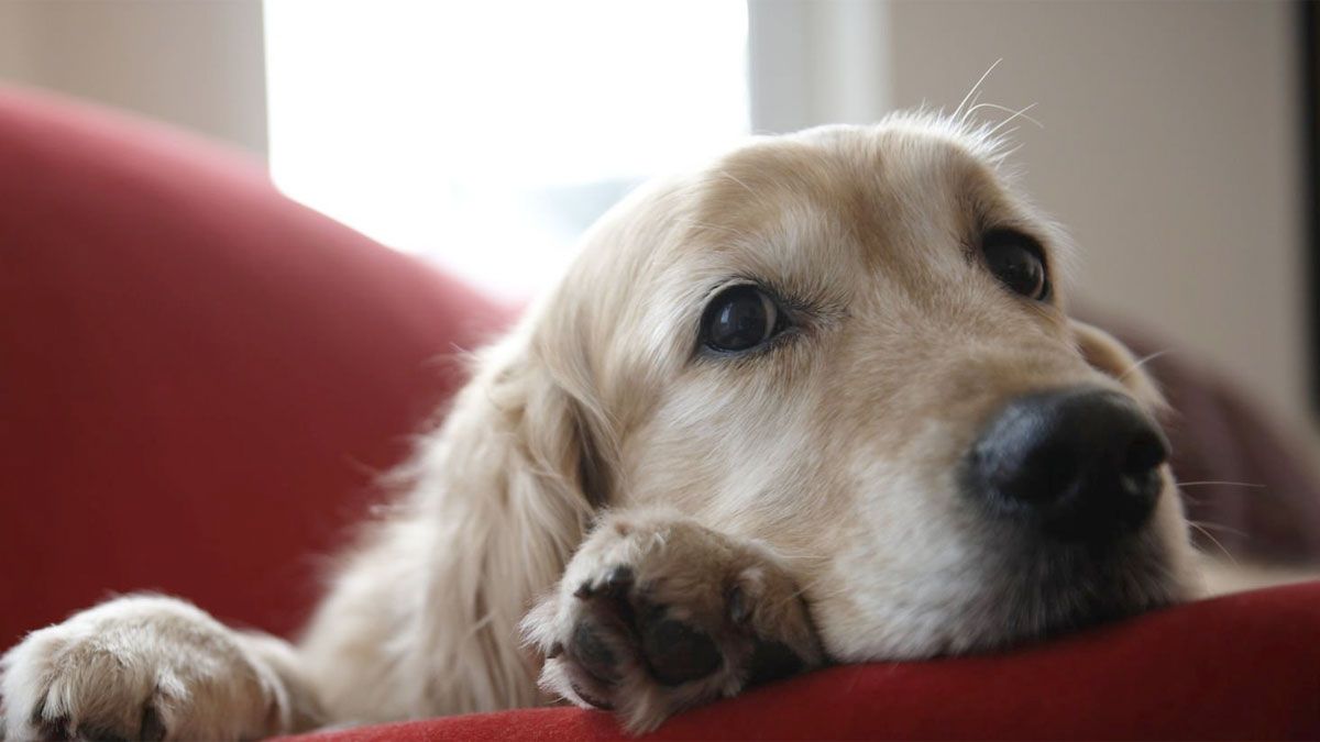 El parvovirus ataca los intestinos y el corazón del perro.