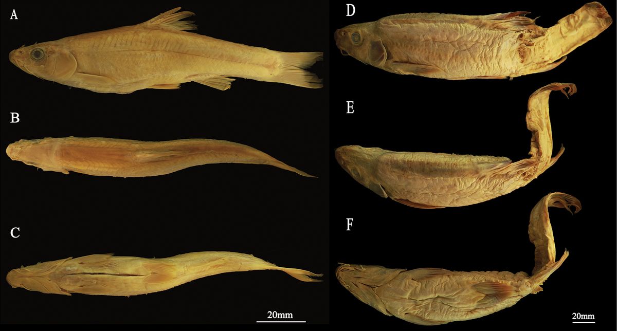 El descubrimiento permite conocer más sobre la evolución. El descubrimiento permite conocer más sobre la evolución.