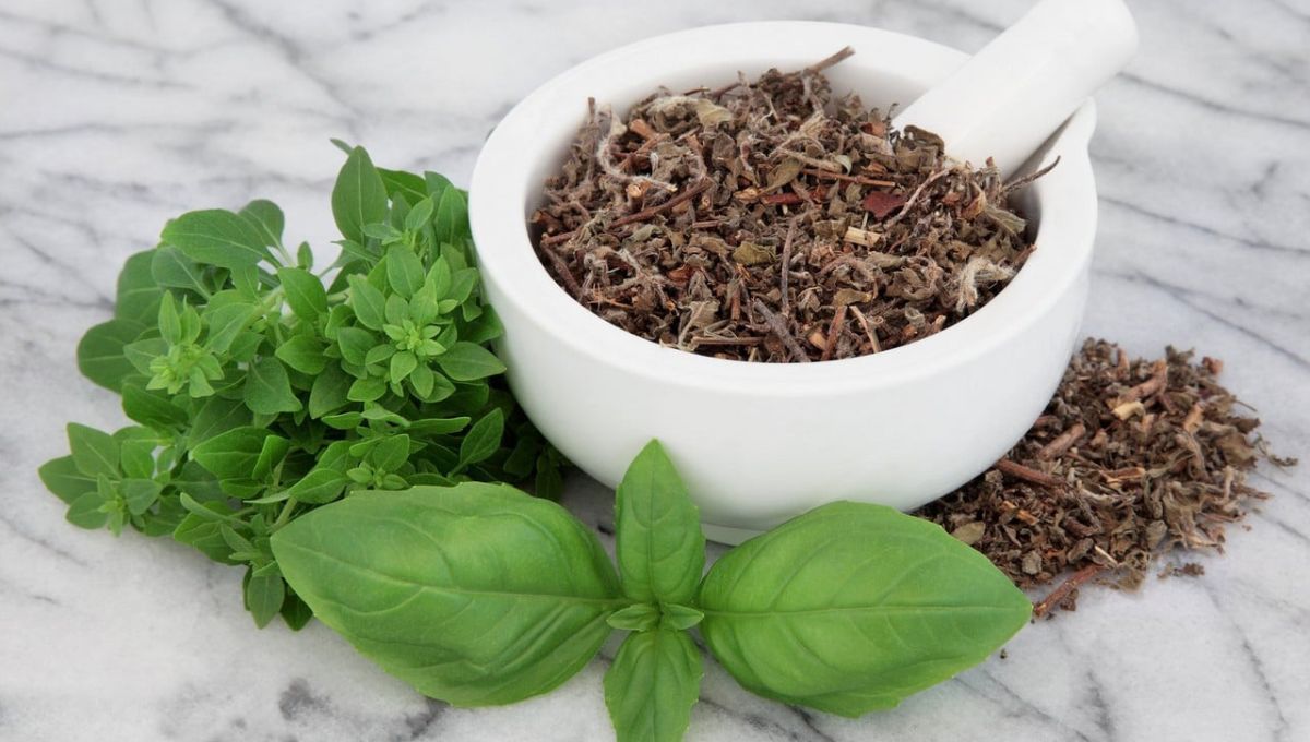 Cómo secar albahaca correctamente