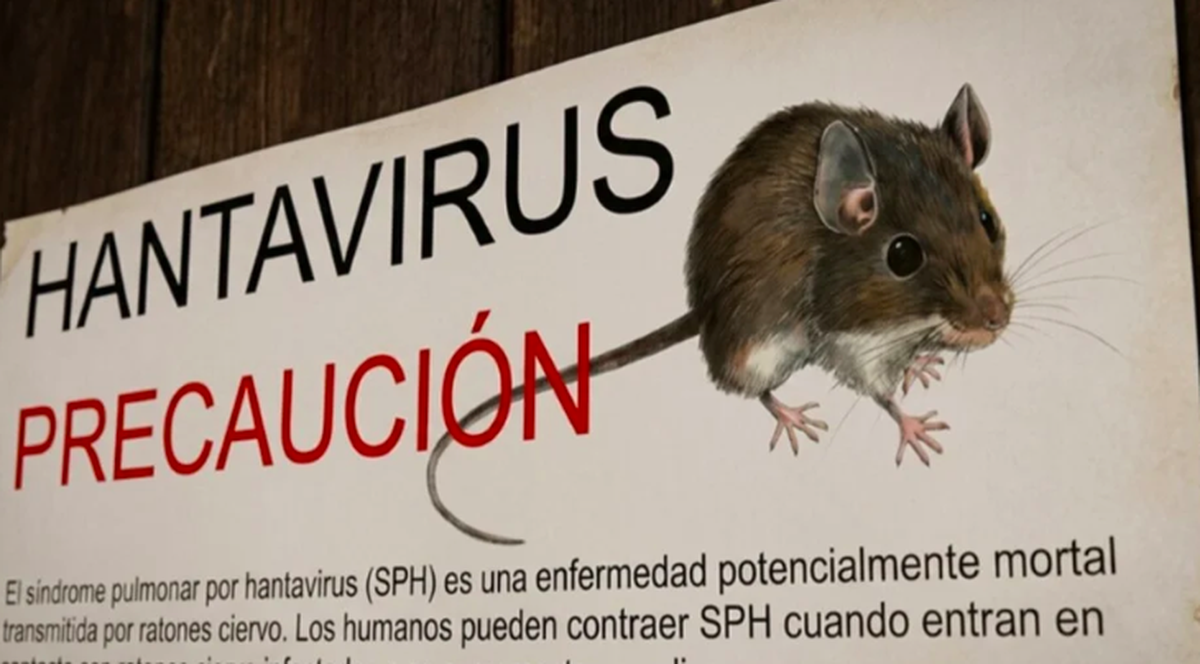 El contacto con secreciones de roedores silvestres es la principal causa de contagio de hantavirus. El contacto con secreciones de roedores silvestres es la principal causa de contagio de hantavirus.