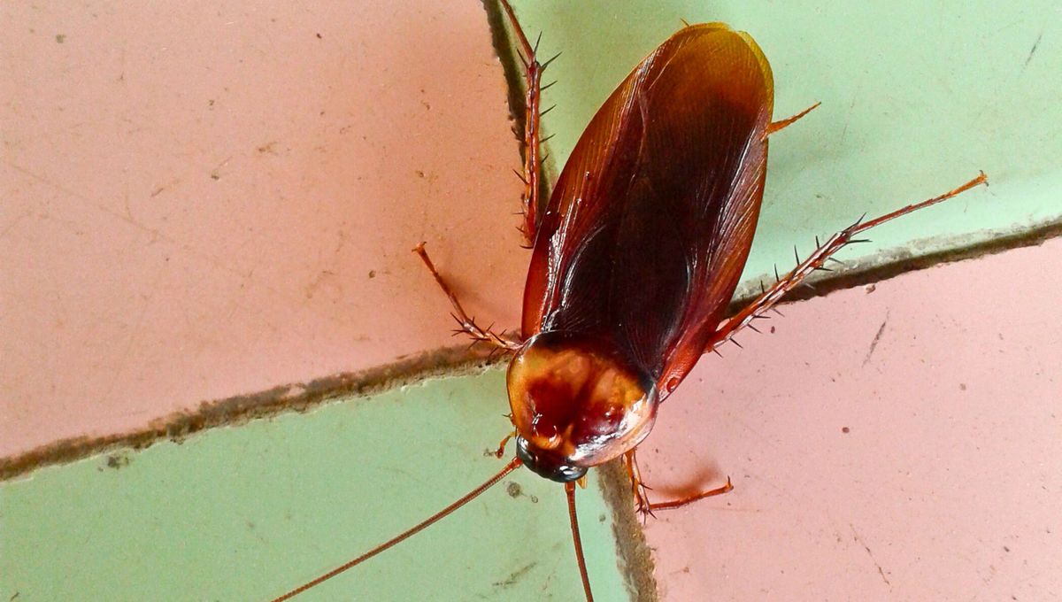 Es importante mantener una buena limpieza y desinfección del hogar para evitar la llegada de cucarachas. Es importante mantener una buena limpieza y desinfección del hogar para evitar la llegada de cucarachas. 