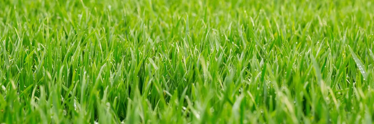 Prueba este truco casero para tener un césped verde y tupido. Prueba este truco casero para tener un césped verde y tupido.