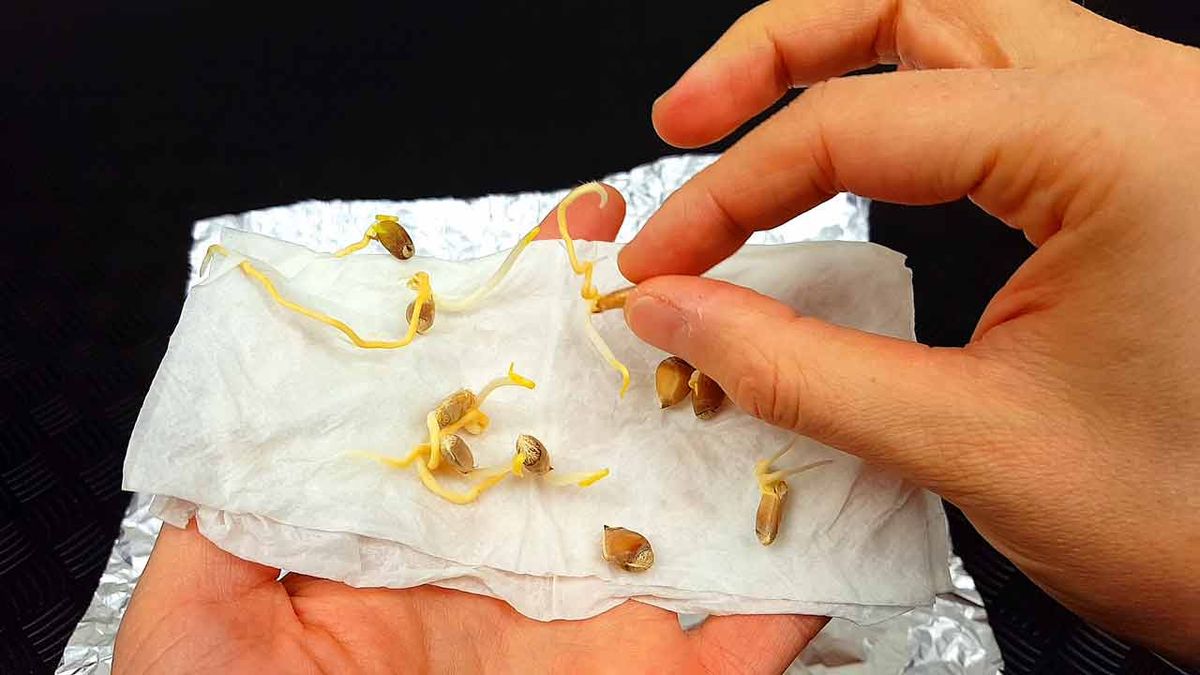 Cómo sembrar tu propio limonero con las semillas del limón que compras en el supermercado Cómo sembrar tu propio limonero con las semillas del limón que compras en el supermercado