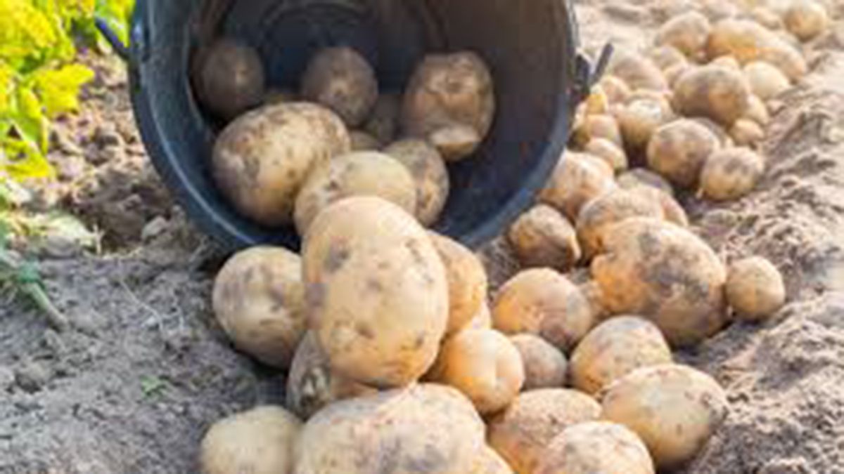 Los productores de papas están preocupados. Los productores de papas están preocupados.