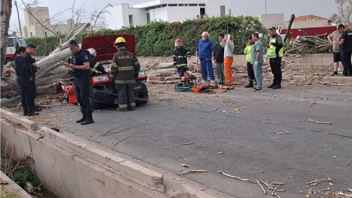 Tragedia en Maipú, un árbol cayó sobre un auto y mató a su conductora.