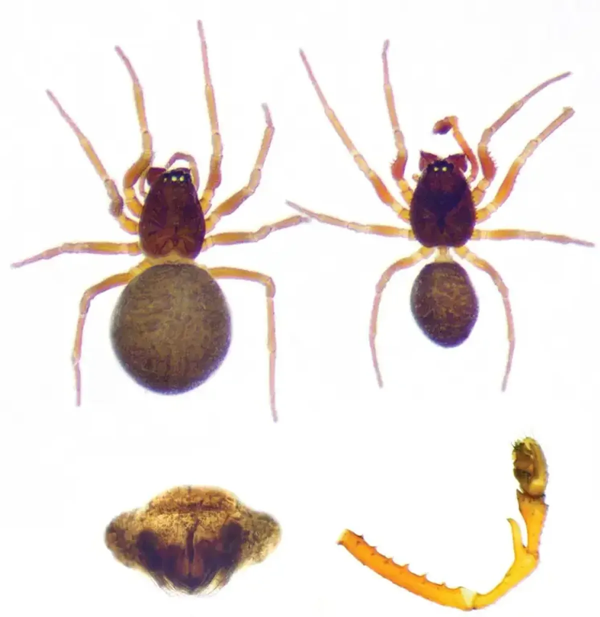 Ejemplares de arañas iguales a las que han hecho la telaraña gigante en la cueva Ejemplares de arañas iguales a las que han hecho la telaraña gigante en la cueva