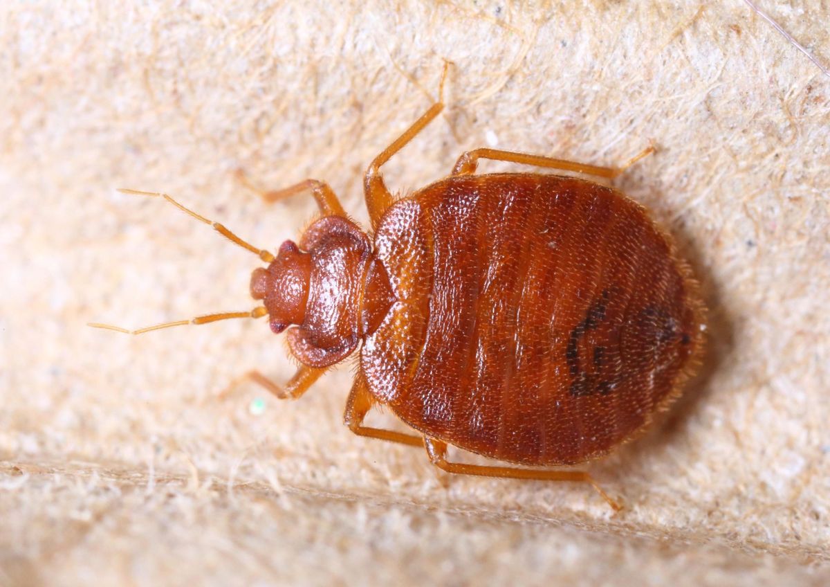 Una plaga compleja y molesta que resulta peligrosa para la casa