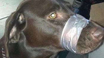 Publicó una foto de su perro y ahora enfrenta cargos por crueldad animal