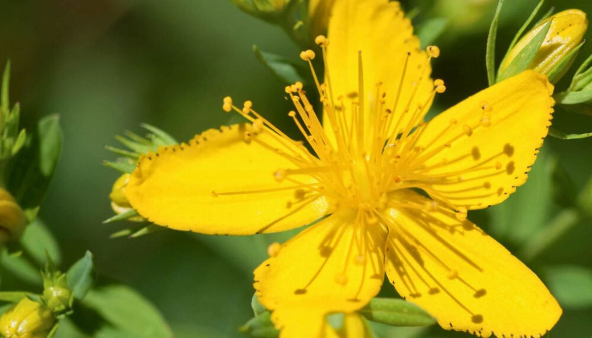 Esta planta trepadora se ha extendido en numerosas partes del mundo. Imagen: Pixabay