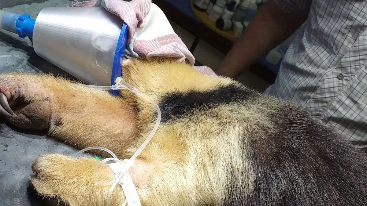 El animal fue atendido en la Fundación Cullunche, donde constataron que estaba muy bajo de peso.