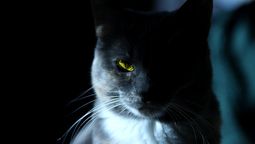 Un gran mecanismo en los ojos de los gatos los ayuda a cazar mejor.