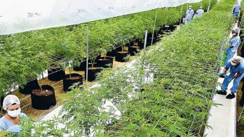 Los veterinarios podrán cultivar el cannabis medicinal para el tratamiento de animales Los veterinarios podrán cultivar el cannabis medicinal para el tratamiento de animales