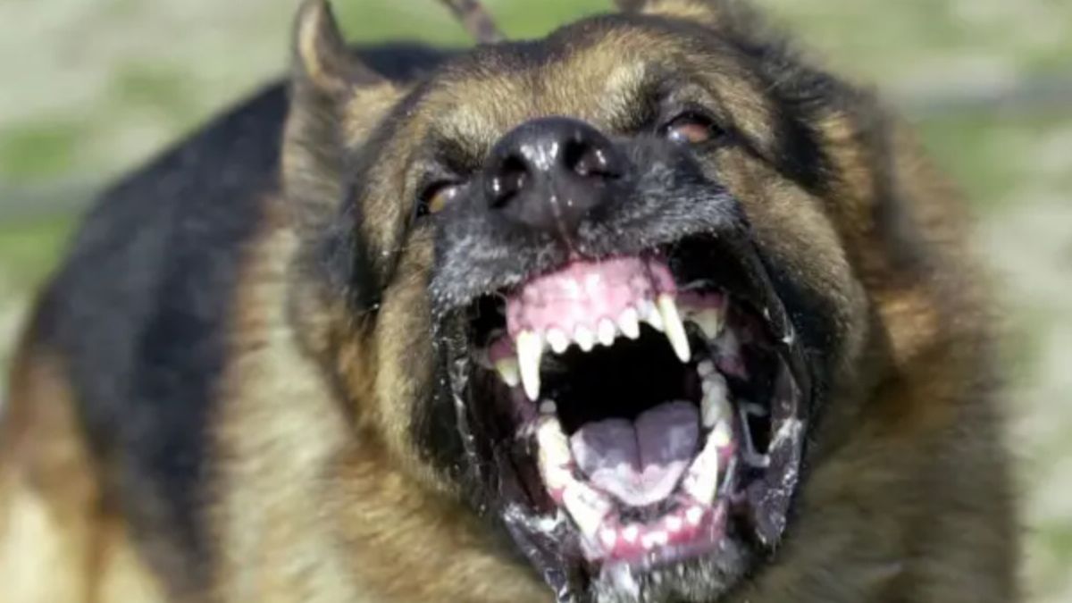 Rabia en Argentina: la importancia de vacunar perros y gatos ante el aumento de mordeduras.