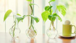 Si quieres darle un toque sofisticado y fresco a tu hogar, prueba cultivando plantas que se sumergen en el agua.