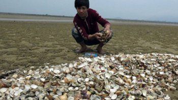 Preocupación en Vietnam: primero fueron peces y ahora encontraron  toneladas de almejas muertas