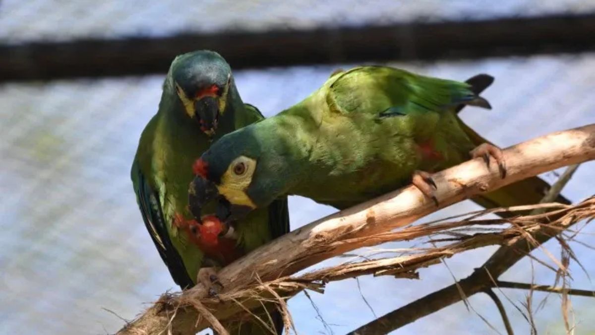 Crean un recinto para reintroducir a una especie extinta en la Argentina