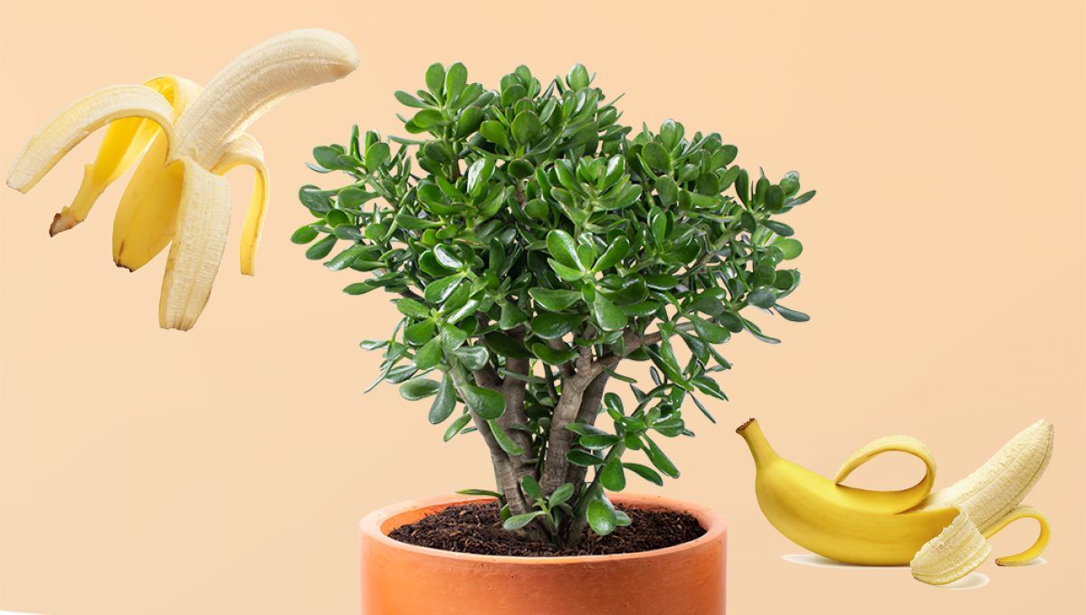 Así debes colocar la cáscara de banana en el árbol de Jade para que luzca bien verde