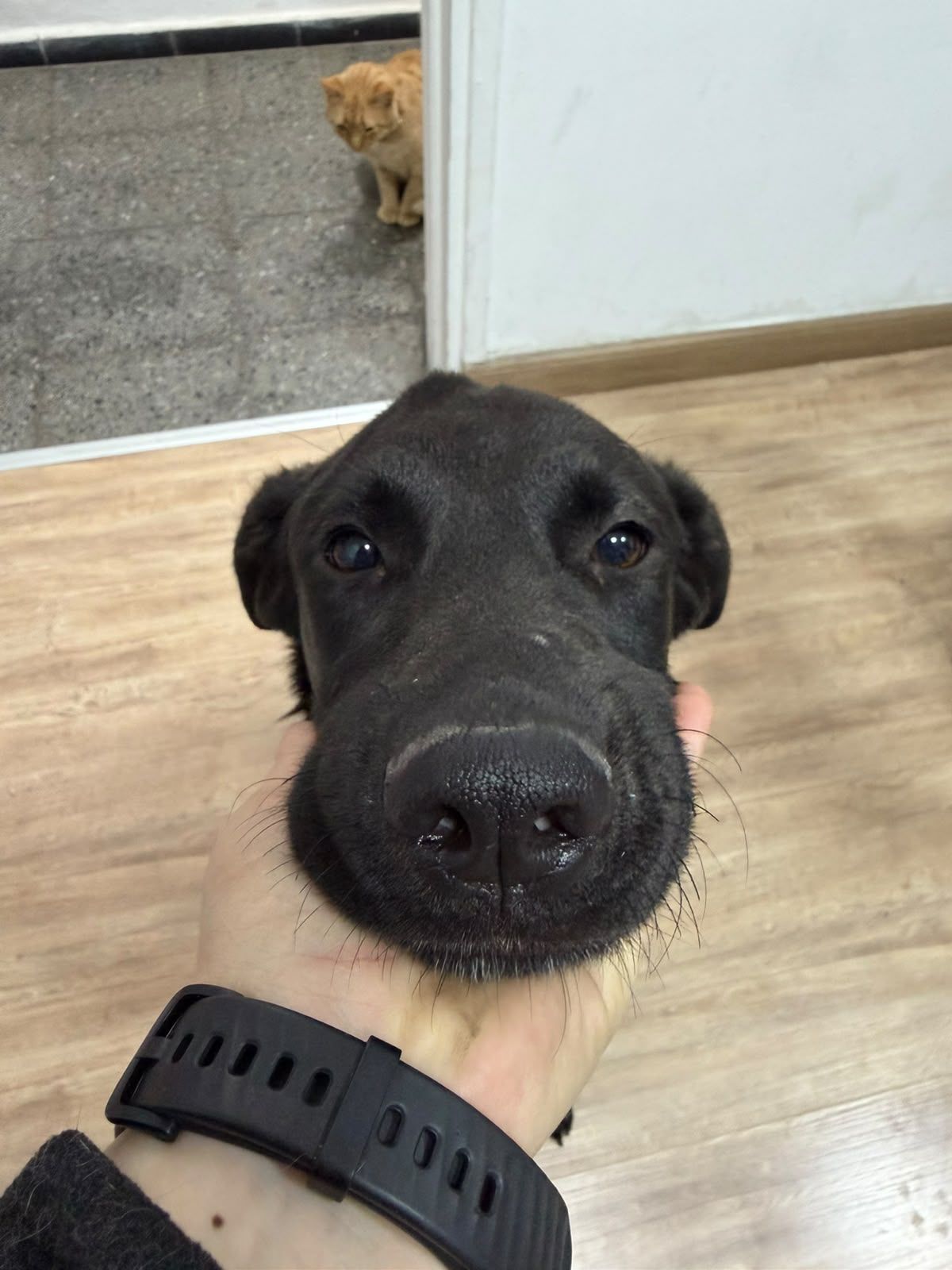Desde la ONG explicaron que la perrita a&uacute;n se asusta con ruidos cotidianos como el motor de un auto o el movimiento de una silla.