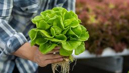 Junio es un mes perfecto para cultivar distintas plantas en la huerta. Junio es un mes perfecto para cultivar distintas plantas en la huerta.