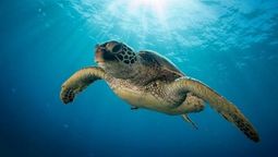 El 16 de junio se celebra el Día Mundial de la Tortugas Marinas.