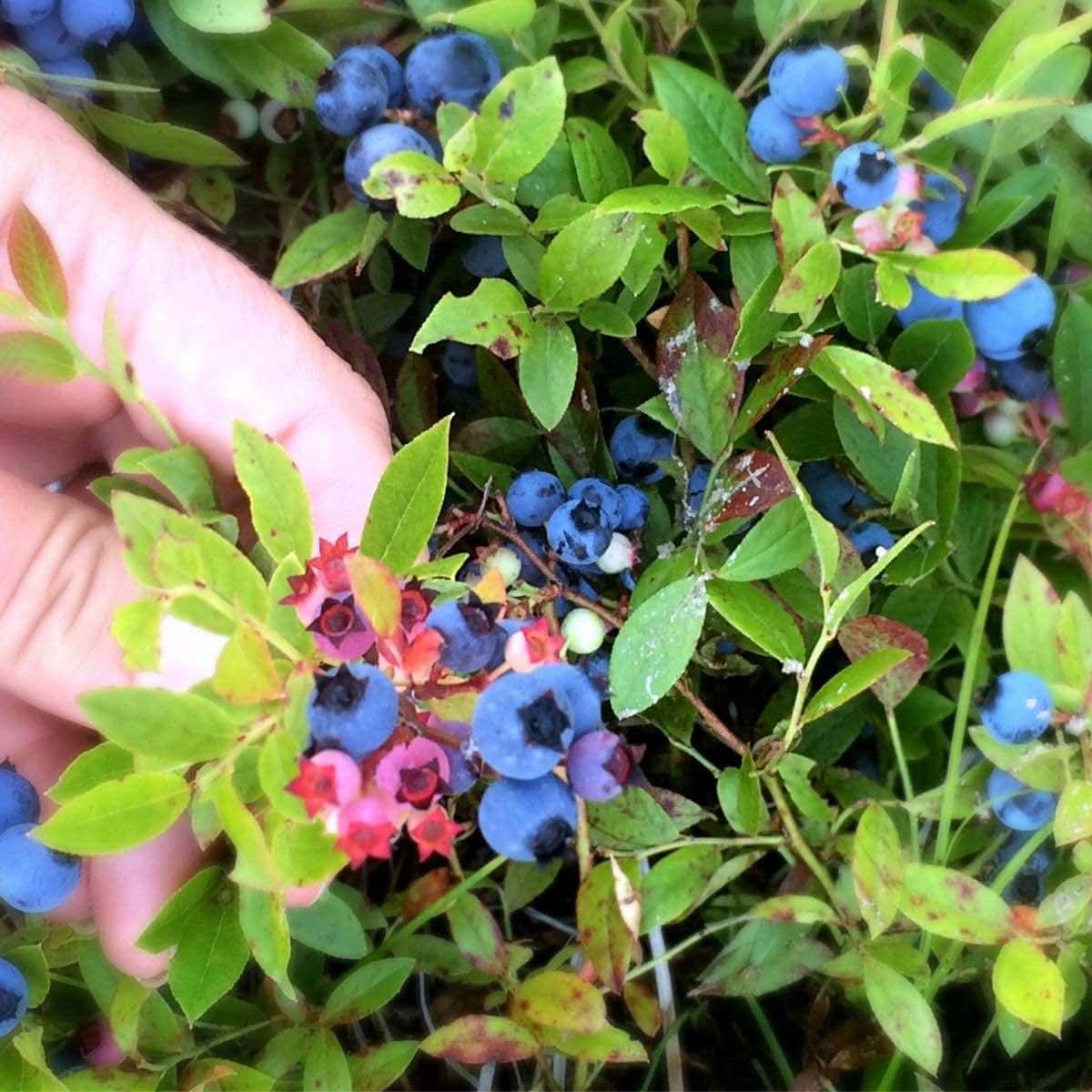 La fruta silvestre que tiene un poderoso efecto en el cuerpo