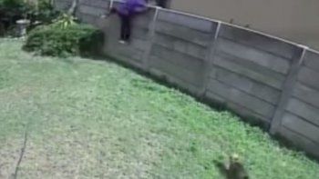 Video: ladrón huye espantado por el ataque de un perrito feroz