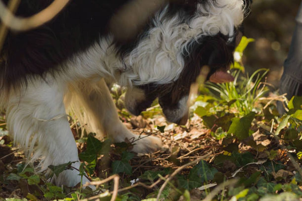 Los perros son quienes encuentran las trufas. Los perros son quienes encuentran las trufas.