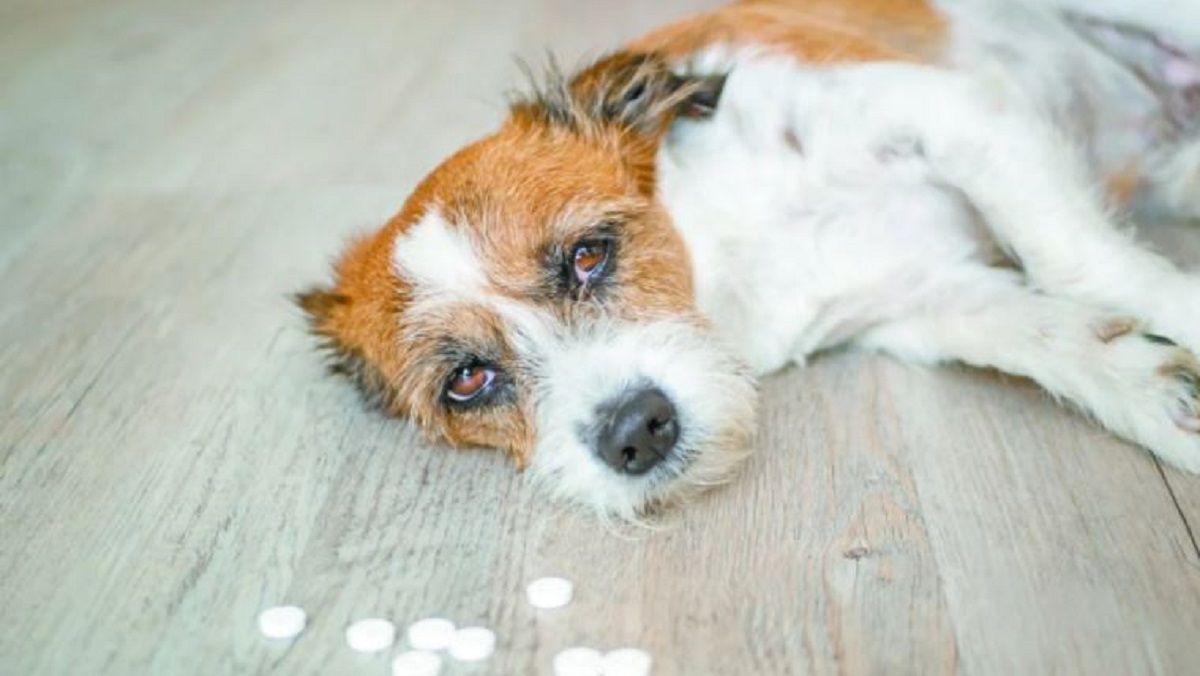 ¿Qué hacer si tu mascota se intoxica?