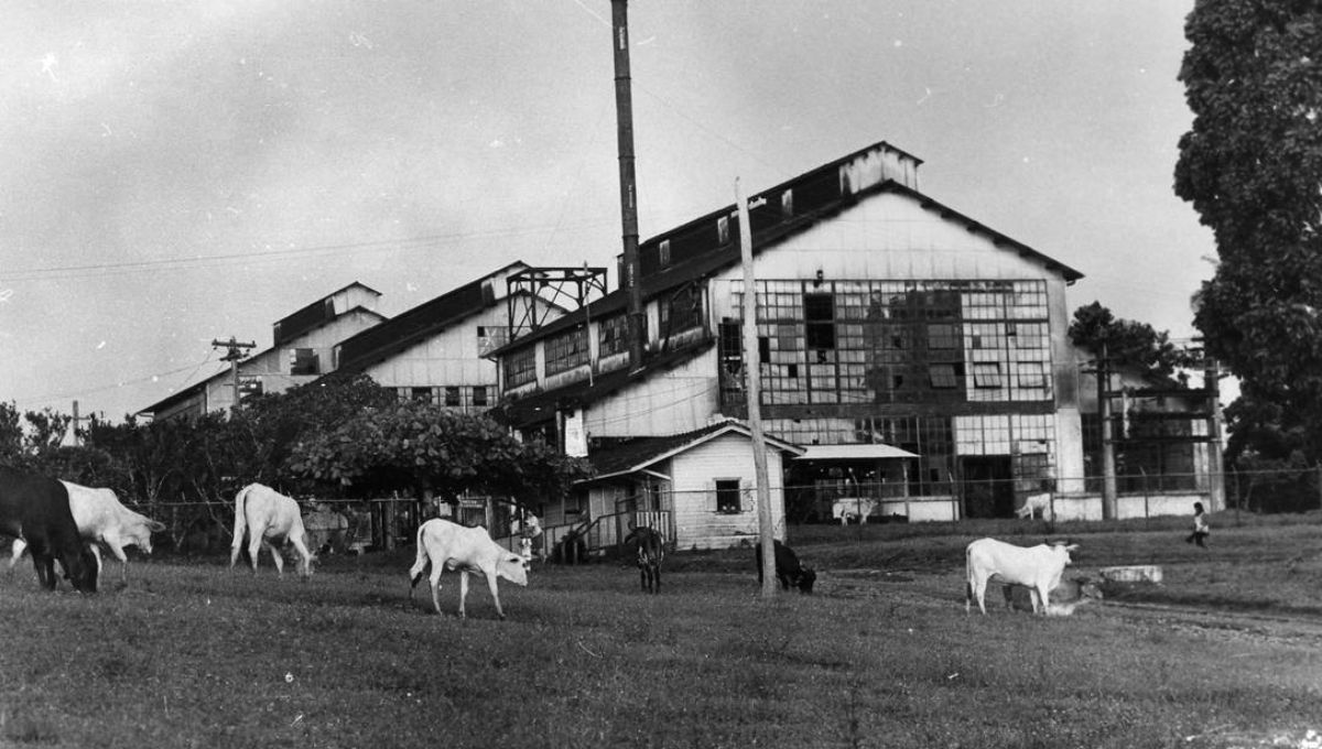 El sueño americano perdido en medio de la selva amazónica. El sueño americano perdido en medio de la selva amazónica.