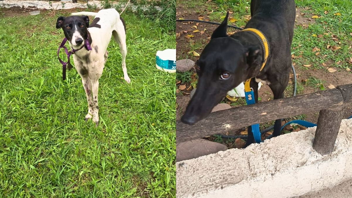 Dos de los perros rescatados por la Polic&iacute;a Rural.